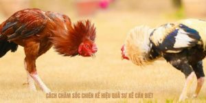 Cách Chăm Sóc Chiến Kê - Phương Pháp Tạo Gà Chiến Tốt