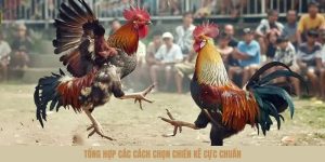 Cách Chọn Chiến Kê Chuẩn - Bí Quyết Nâng Cao Tỷ Lệ Thắng