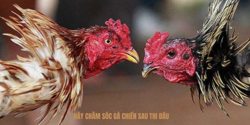 Các sư kê cần lưu ý việc chăm sóc sức khỏe cho chiến kê sau khi thi đấu