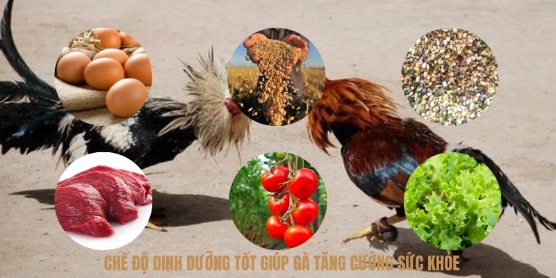 Cách chăm sóc chiến kê qua chế độ dinh dưỡng tốt giúp gà khỏe mạnh hơn
