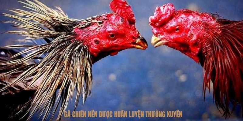 Chế độ tập luyện ảnh hưởng đến khả năng thi đấu và sức bền của gà
