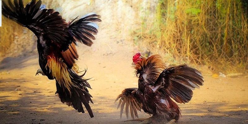 Các dạng kèo trong đá gà AOG trực tuyến hiện nay