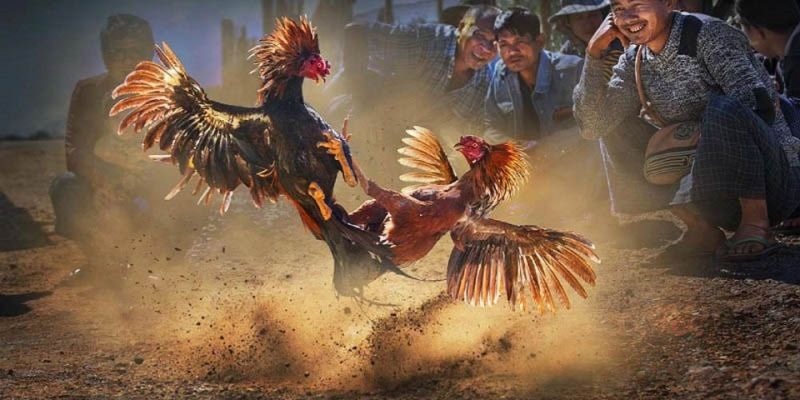 Một số tựa game hấp dẫn trong đá gà AOG