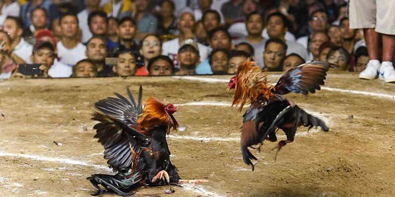 Những loại kèo phổ biến trong đá gà thomo hiện nay