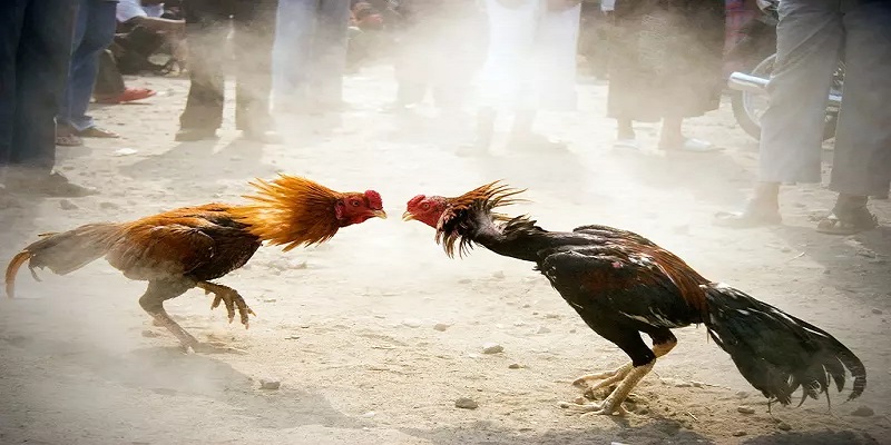 Mẹo tham gia vào đá gà thomo thắng lớn