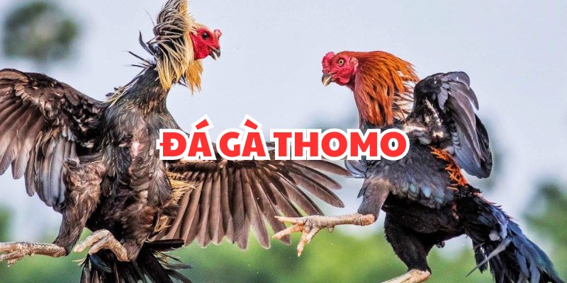 Giới thiệu thông tin về đá gà thomo là gì