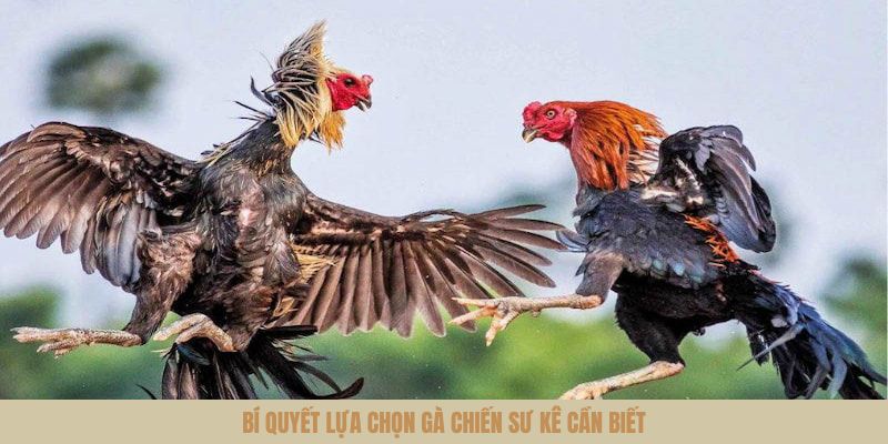 Những cách chọn chiến kê chuẩn mà các sư kê cần nắm rõ